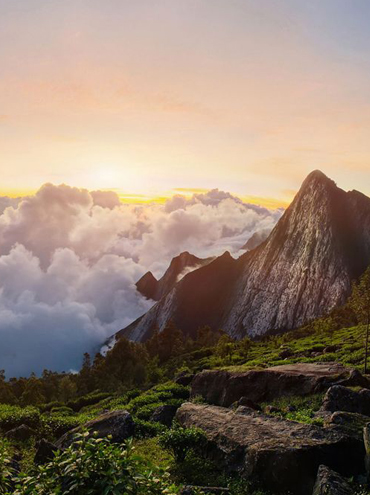 Munnar vs Wayanad: Where to Go for a Hill Escape  