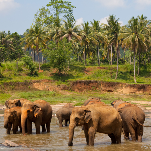 Sri Lanka Tour